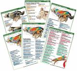 Muskellatur der Caniden in der Bewegung