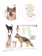 Akupunkturtafel für Hunde