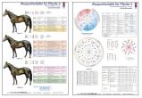 Akupunkturtafel für Pferde 3 und 4