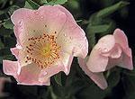 Wild Rose - Heckenrose