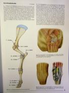 Atlas der Anatomie des Rindes (Supplement)